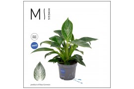 Philodendron Philodendron - KARMA White Stripe | 12cm 2 pp