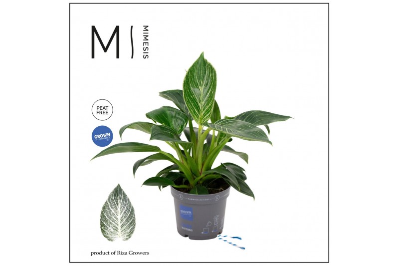Philodendron Philodendron - KARMA White Stripe | 12cm 2 pp 