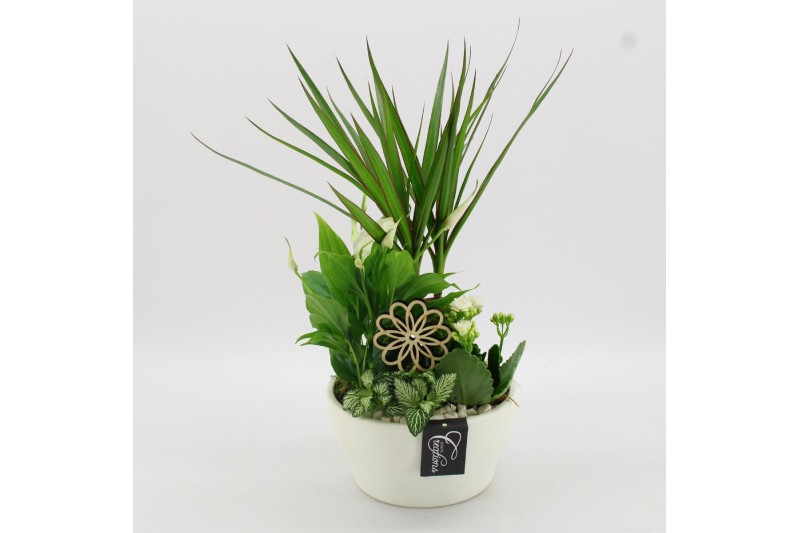 Arrangementen kamerplanten BACR-2509W Basic fundamentals 4 pp Arrangementen kamerplanten BACR-2509W Basic fundamentals 4 pp