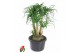Beaucarnea recurvata Vertakt 