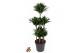 Dracaena fragr. compacta 90-carrousel 