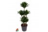 Dracaena fragr. compacta 90-carrousel
