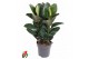 Ficus elastica robusta Toef 3pp 