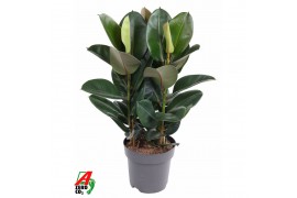 Ficus elastica robusta Toef 3pp