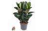 Ficus elastica robusta Toef 3pp