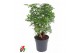Schefflera arboricola luseana 