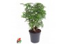 Schefflera arboricola luseana