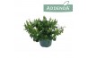 Campanula port. ambella white addenda