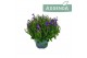 Campanula port. ambella intense purple addenda 