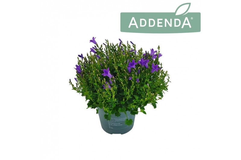 Campanula port. ambella intense purple addenda 