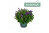 Campanula port. ambella intense purple addenda