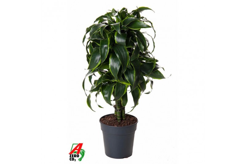 Dracaena dorado compacta vertakt 