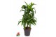 Dracaena fragr. hawaiian sunshine 45-carrousel 