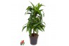 Dracaena fragr. hawaiian sunshine 45-carrousel