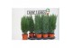 Chamaecyparis lawsoniana ellwoodii 