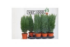 Chamaecyparis lawsoniana ellwoodii