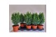 Chamaecyparis lawsoniana ellwoodii 