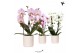 Phalaenopsis elegant cascade Kolibri Orchids Niagara fall mix 2 tak in 