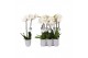 Phalaenopsis white world 2 tak - 14+ bloemen grijs keramiek 