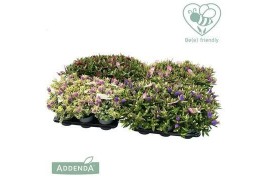Hebe addenda gemengd in pot mixkar groen