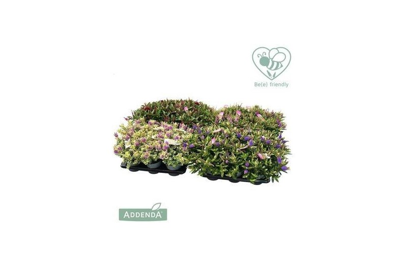 Hebe addenda gemengd in pot mixkar groen Hebe addenda gemengd in pot mixkar groen