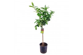 Citrus limon