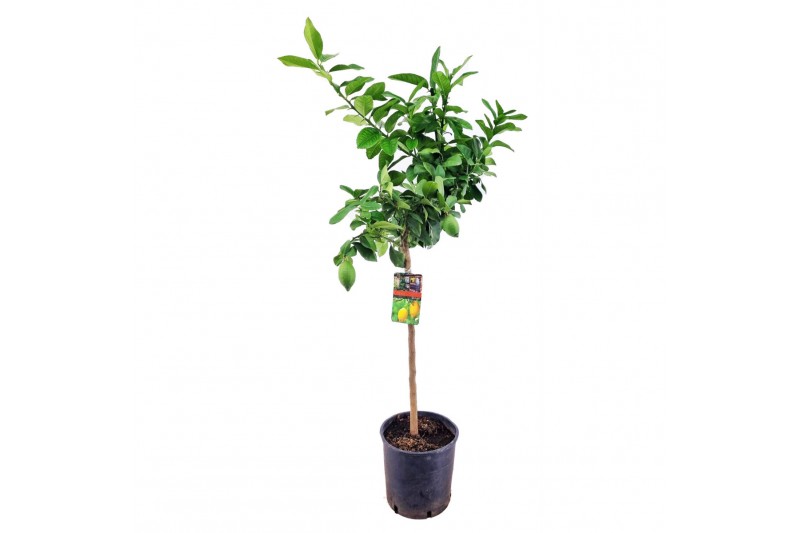 Citrus limon 
