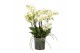 Phalaenopsis multiflora wit BO Flora P15 White 