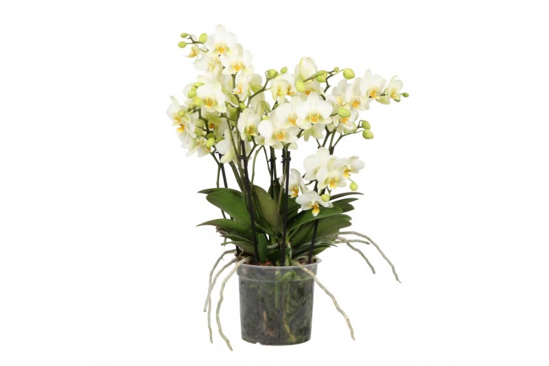 Phalaenopsis multiflora wit BO Flora P15 White Phalaenopsis multiflora wit BO Flora P15 White