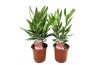 Nerium oleander