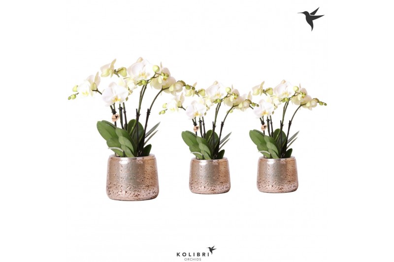 Phalaenopsis wit Kolibri Orchids Ghent 4 tak in Groove pot silver Phalaenopsis wit Kolibri Orchids Ghent 4 tak in Groove pot silver
