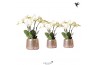 Phalaenopsis wit Kolibri Orchids Ghent 4 tak in Groove pot silver