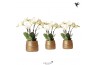 Phalaenopsis wit Kolibri Orchids Ghent 4 tak in Groove pot gold