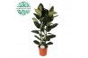 Ficus elastica robusta