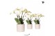Phalaenopsis wit Kolibri Orchids Phalaenopsis Ghent in Diamond Pearl t 