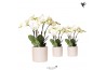 Phalaenopsis wit Kolibri Orchids Phalaenopsis Ghent in Diamond Pearl t