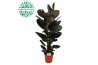 Ficus elstica abidjan