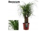 Beaucarnea recurvata decorum