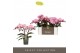 Phalaenopsis roze Tablo - Cosmopolitan - 2 tak 