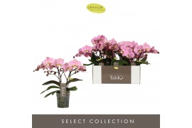 Phalaenopsis roze Tablo - Cosmopolitan - 2 tak