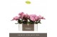 Phalaenopsis roze Tablo - Cosmopolitan - 2 tak 