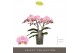 Phalaenopsis roze Tablo - Cosmopolitan - 2 tak 