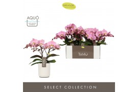 Phalaenopsis roze Tablo - Cosmopolitan - 2 tak - Molise White Aquo