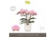 Phalaenopsis roze Tablo - Cosmopolitan - 2 tak - Molise White Aquo 