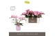 Phalaenopsis roze Tablo - Cosmopolitan - 2 tak - Molise Lilac Aquo 