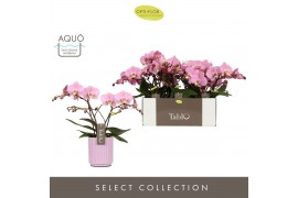 Phalaenopsis roze Tablo - Cosmopolitan - 2 tak - Molise Lilac Aquo