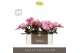 Phalaenopsis roze Tablo - Cosmopolitan - 2 tak - Molise Lilac Aquo 