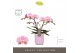 Phalaenopsis roze Tablo - Cosmopolitan - 2 tak - Molise Lilac Aquo 