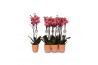 Phalaenopsis anthura narbonne 2 tak - 18+ bloemen Oranje keramiek