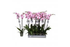 Phalaenopsis washington 2 tak - 18+ bloemen